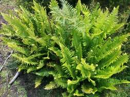 Image of Fishbone water-fern