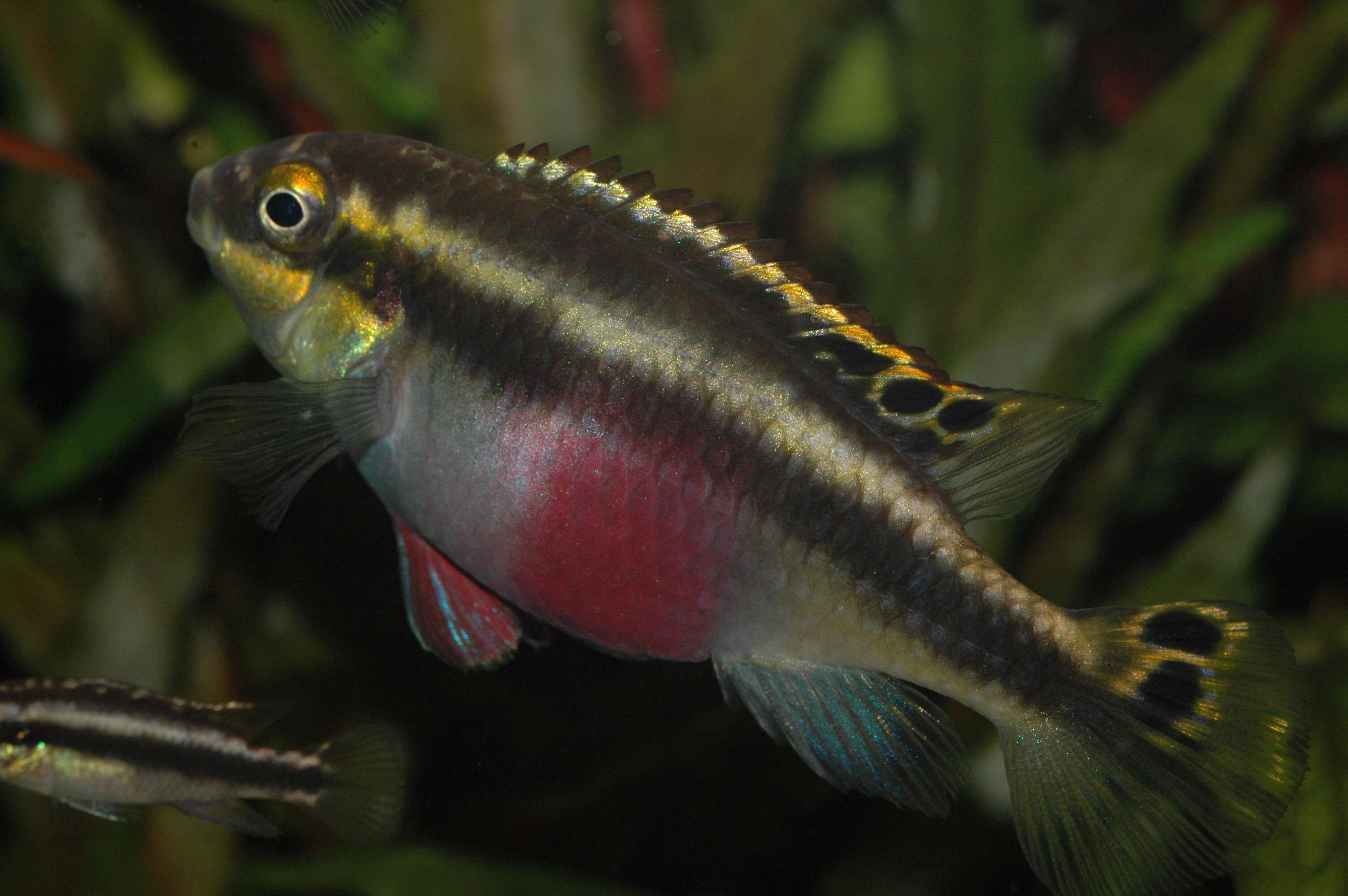 Image of Pelvicachromis