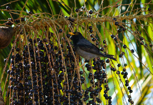 Plancia ëd Turdus flavipes Vieillot 1818