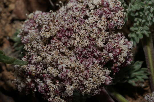 Image of Lomatium ravenii var. paiutense K. M. Carlson & Mansfield