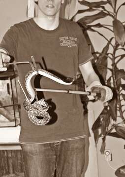 Image of Black And White Spitting Cobra