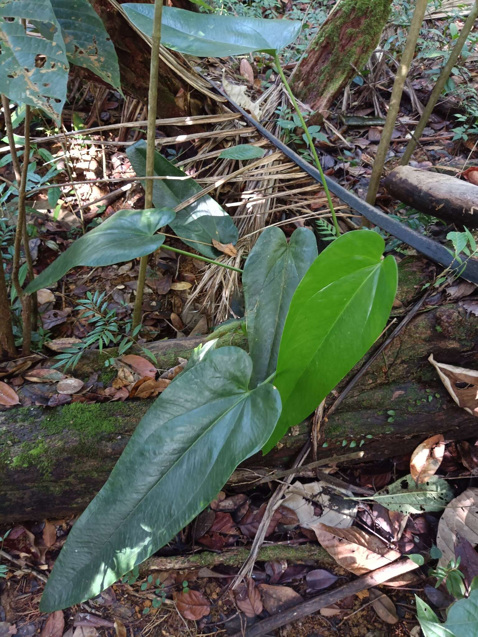 Image of Lengua-de-Vaca