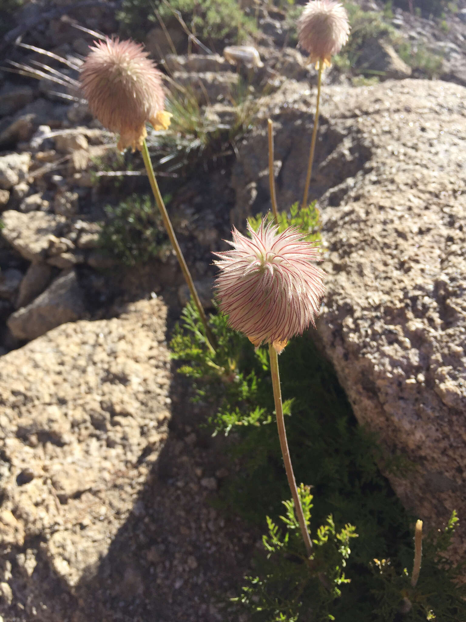 Image of white pasqueflower