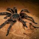 Image of Brazilian salmon pink tarantula