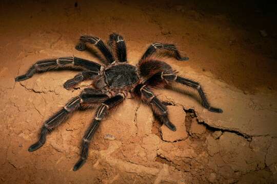 Image of Brazilian salmon pink tarantula