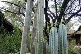 Image de Trichocereus macrogonus var. pachanoi