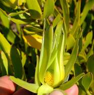 Image of Leucadendron cryptocephalum Guthrie