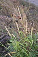 Image of Siberian melicgrass