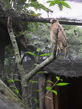 Image of White-eyed Buzzard