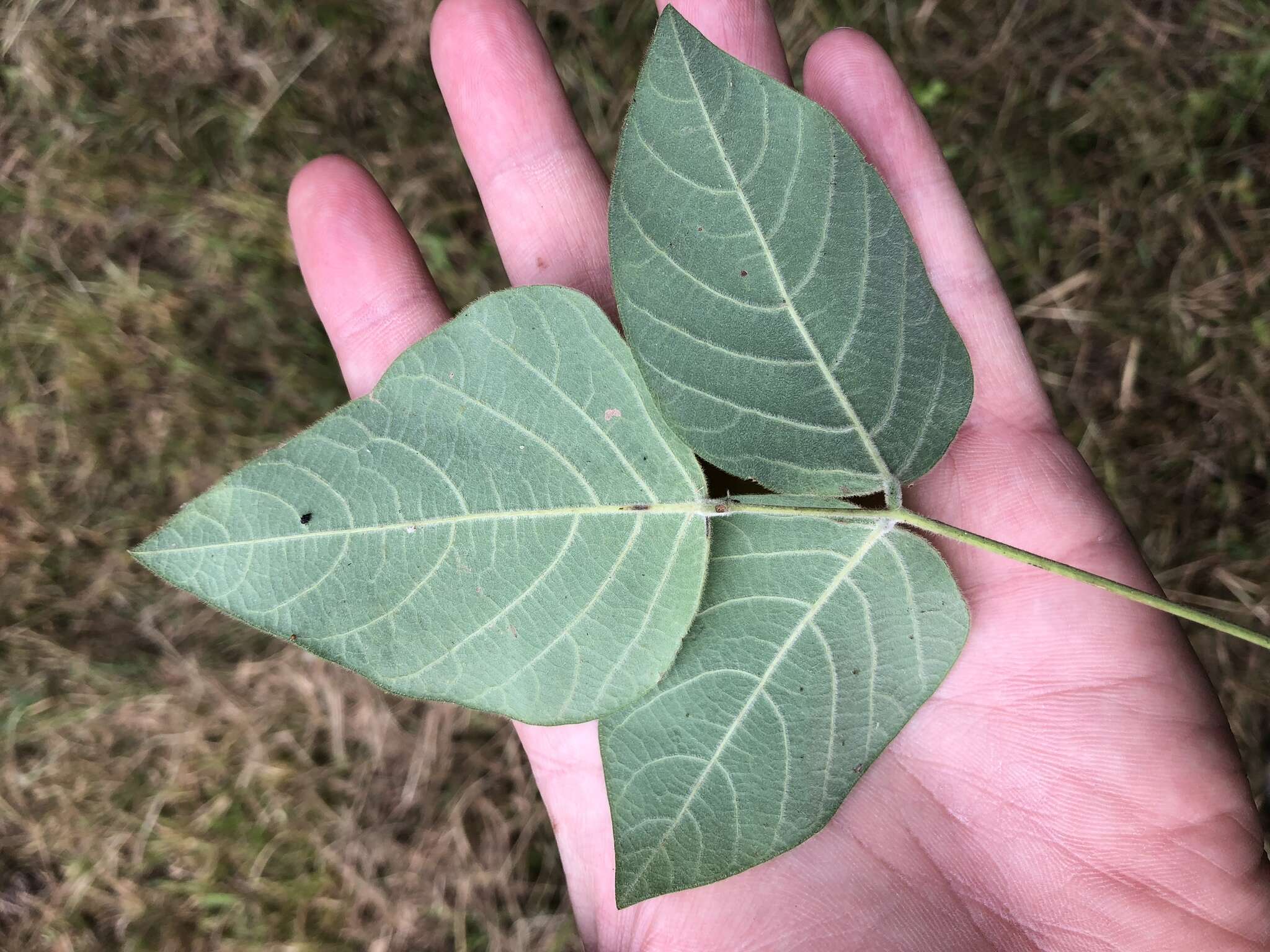 Image of velvetleaf ticktrefoil