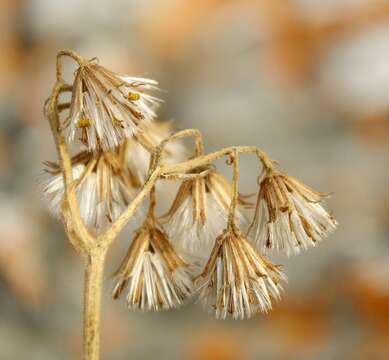 Image of Senecio hirtifolius DC.