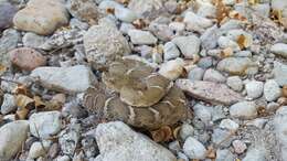 Image of New Mexican ridge-nosed rattlesnake