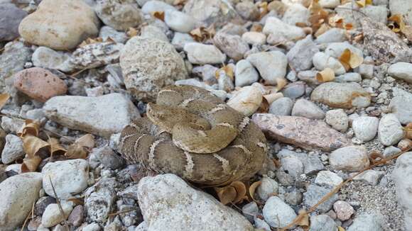 Crotalus willardi obscurus Harris & Simmons 1974的图像