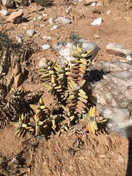 Image of Crassula grisea Schönl.