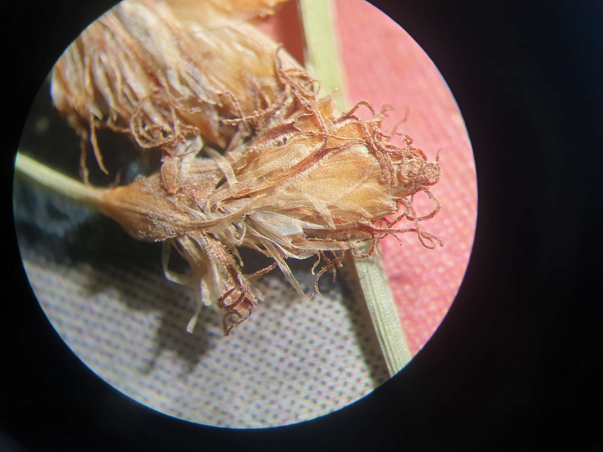 Image of hairy fimbry