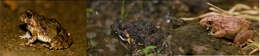 Image of Malabar Wart Frog