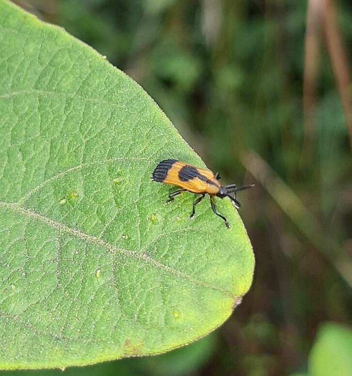 Oxychalepus balyanus (Weise 1911)的圖片