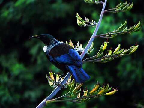 Image of New Zealand flax