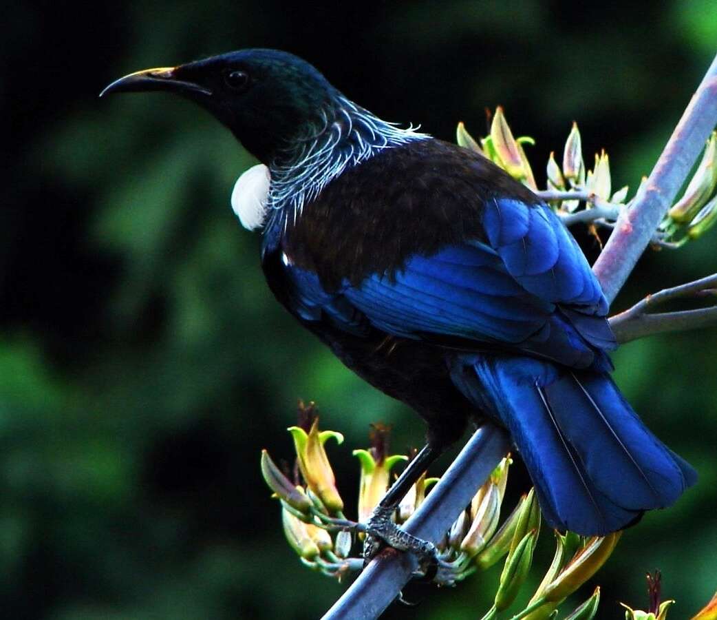 Image of New Zealand flax