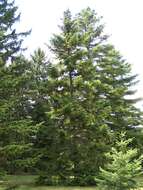 Image of Silver Fir