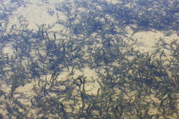Image of western waterweed