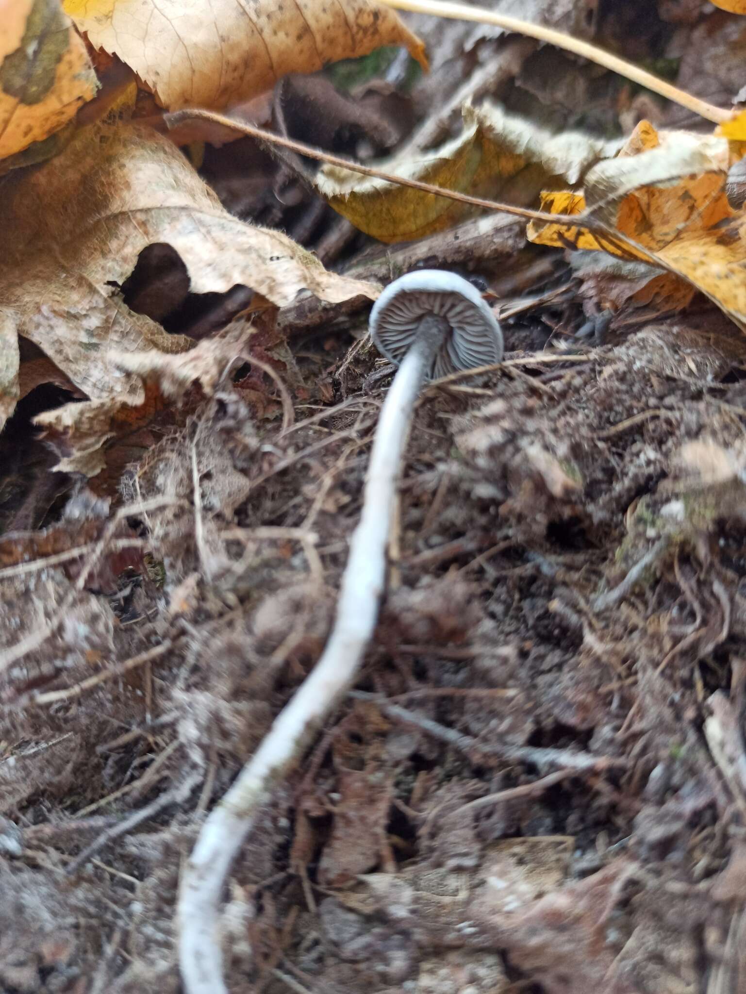 Sivun Tephrocybe kuva