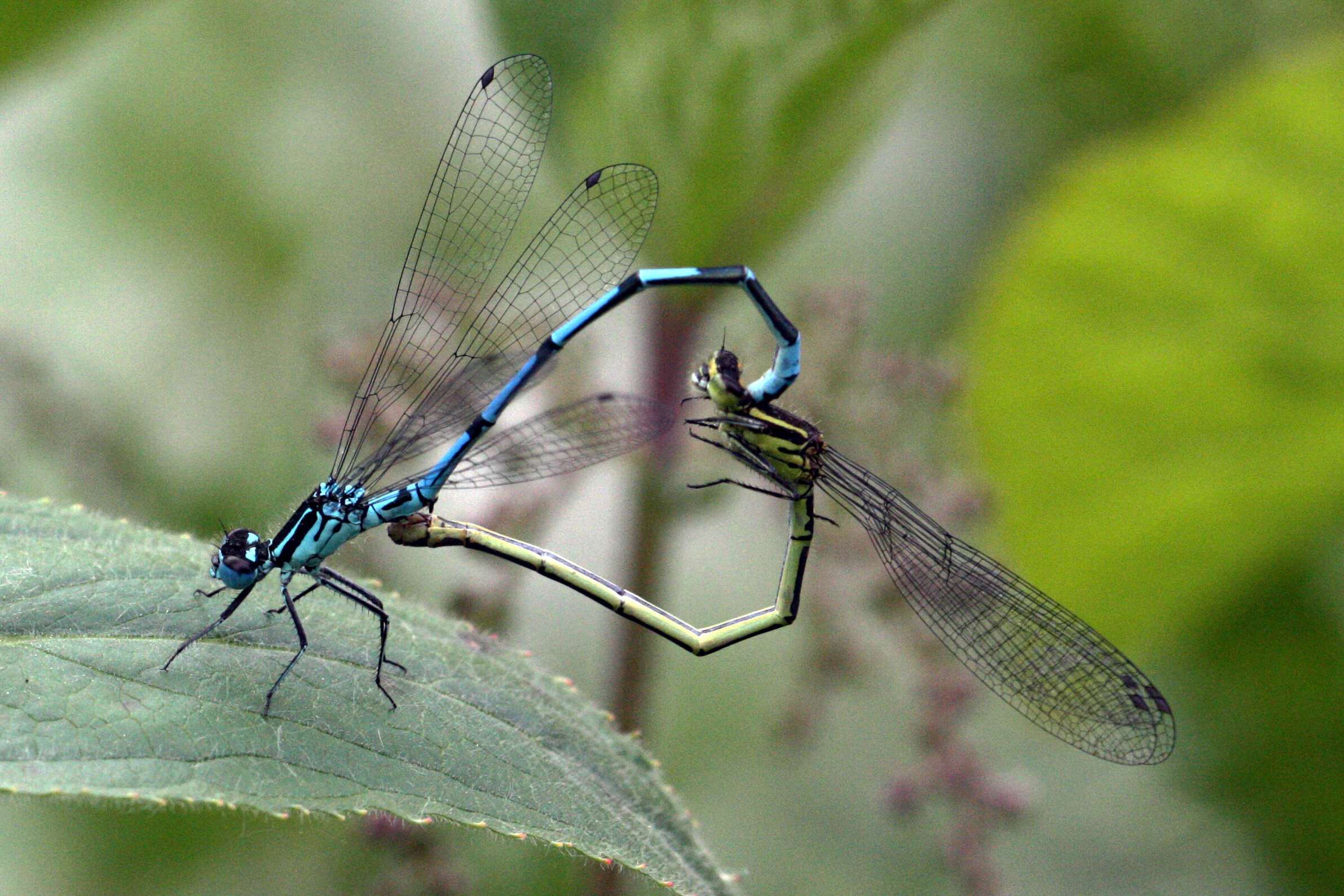 Imagem de Coenagrion puella (Linnaeus 1758)