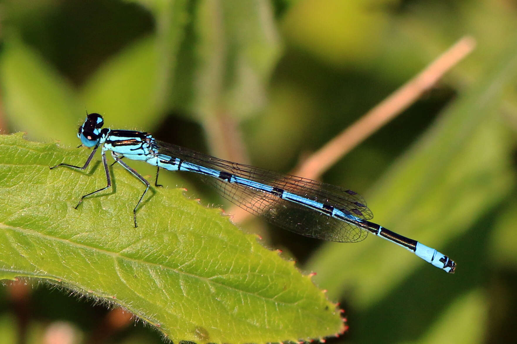 Image of Azure Bluet