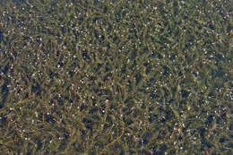 Image of western waterweed