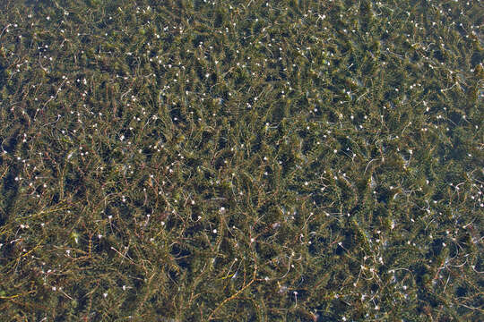 Image of western waterweed