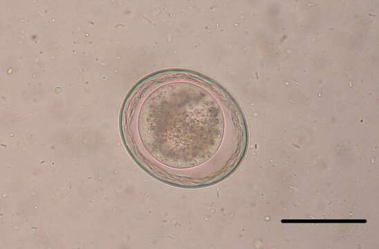 صورة Toxascaris leonina (Linstow 1902)