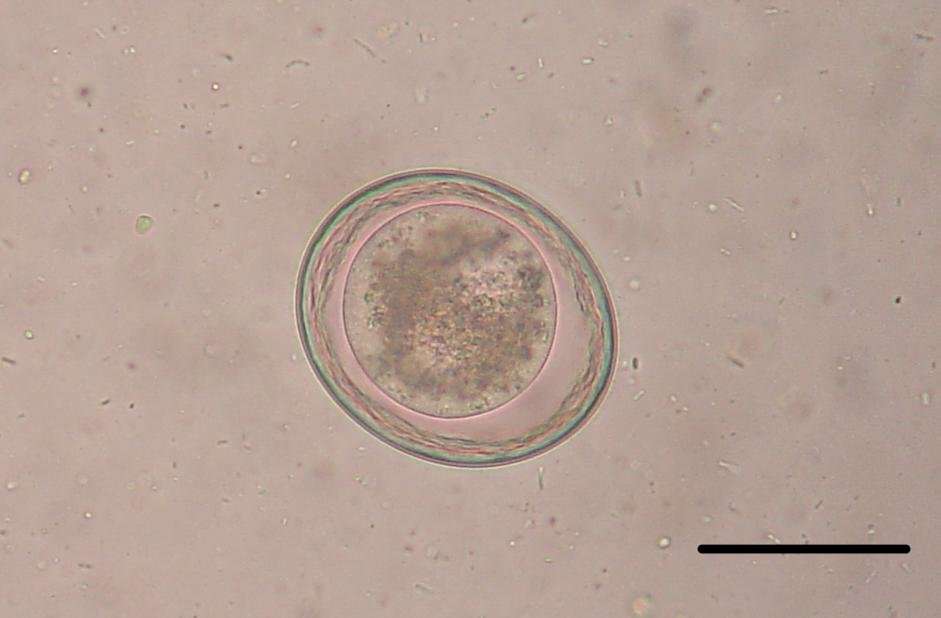 Слика од Toxascaris leonina (Linstow 1902)