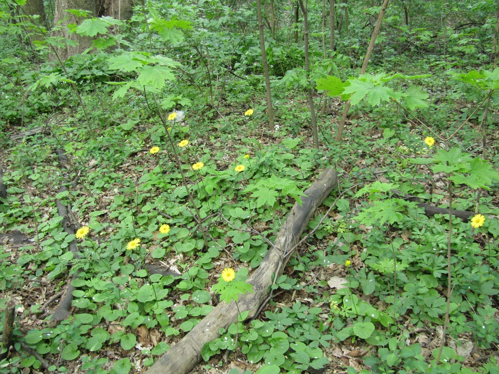 Слика од Doronicum macrophyllum Fisch.