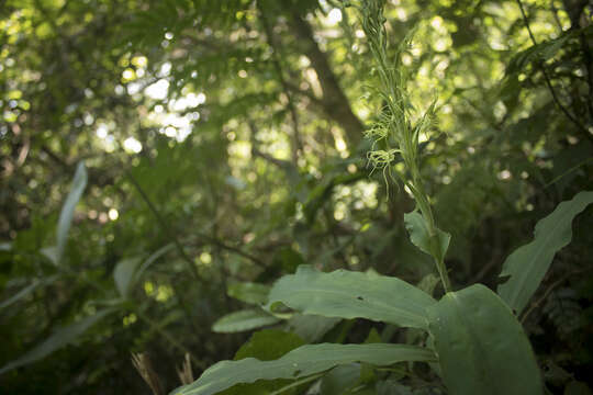 صورة Habenaria pantlingiana Kraenzl.