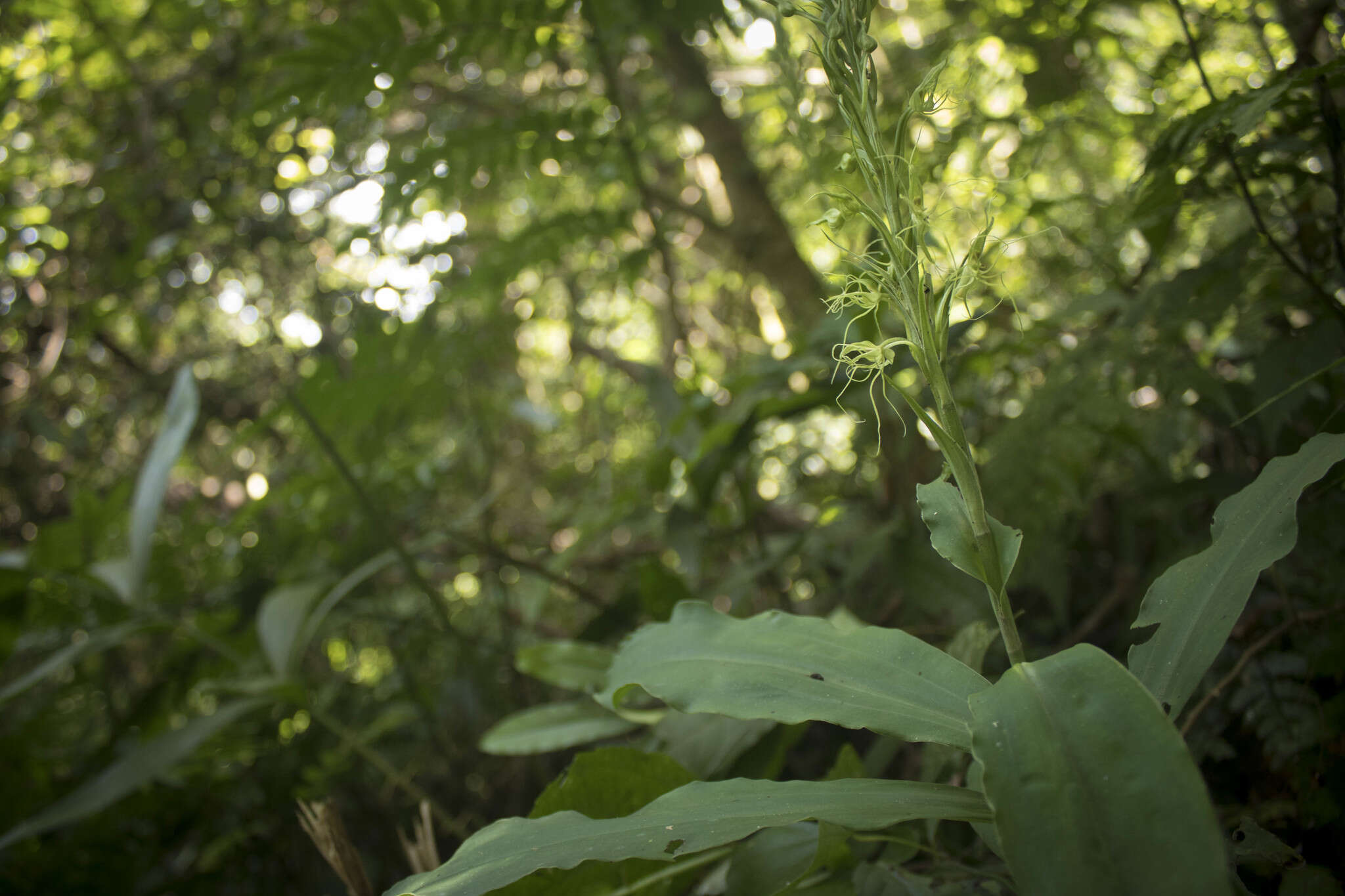 Habenaria pantlingiana Kraenzl. resmi