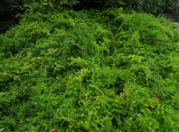 Image of Cwebe asparagus fern