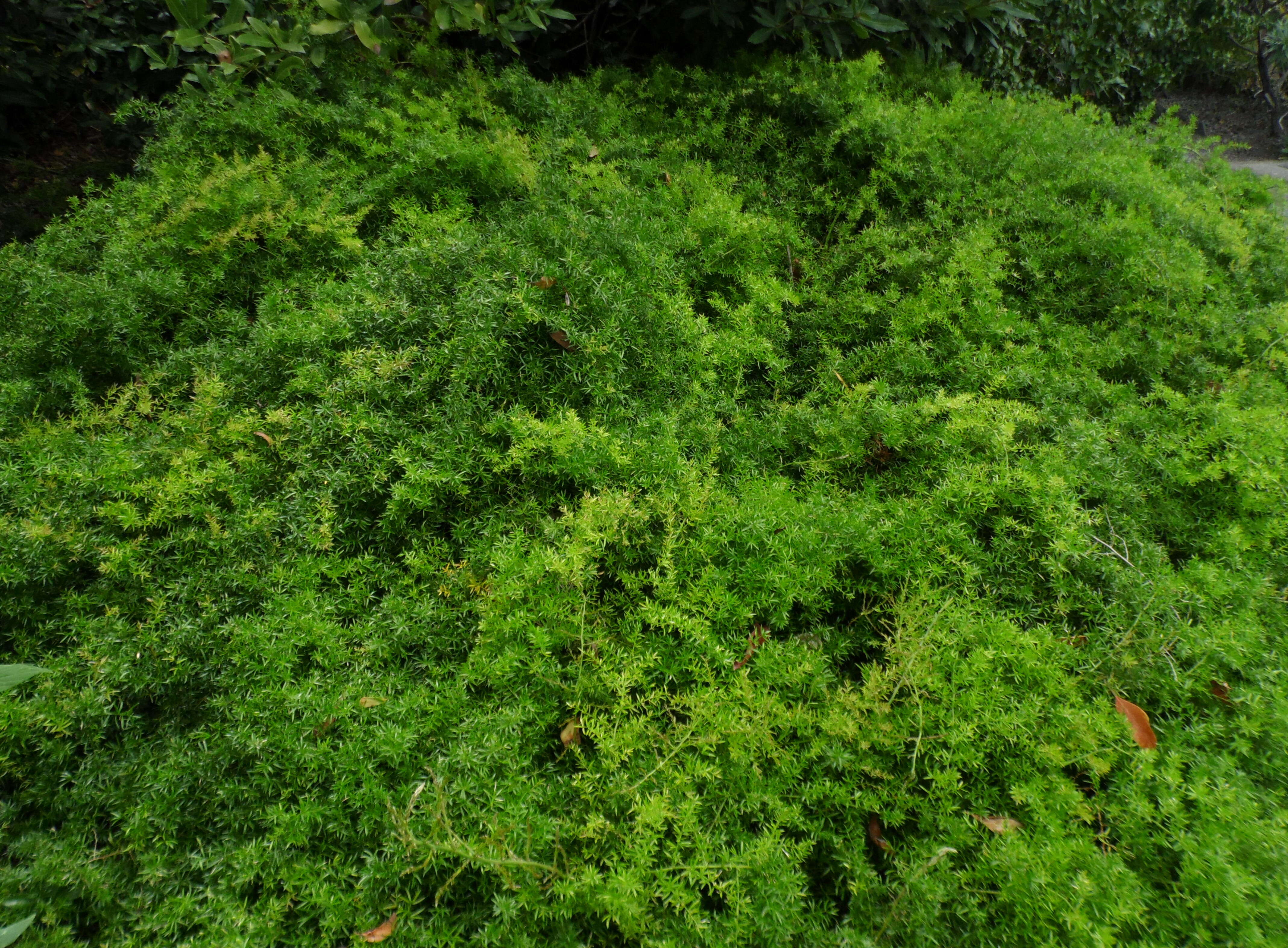 Image of Cwebe asparagus fern