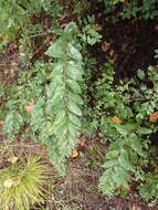 Image of Spiraea flexuosa Fisch. ex Cambess.