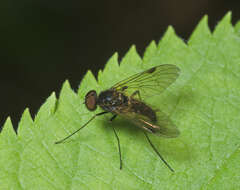 Image of Chrysopilus cristatus