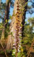 Image of clusterspike false indigo