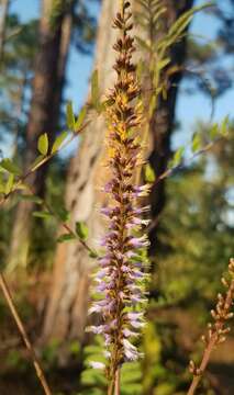 Image of clusterspike false indigo