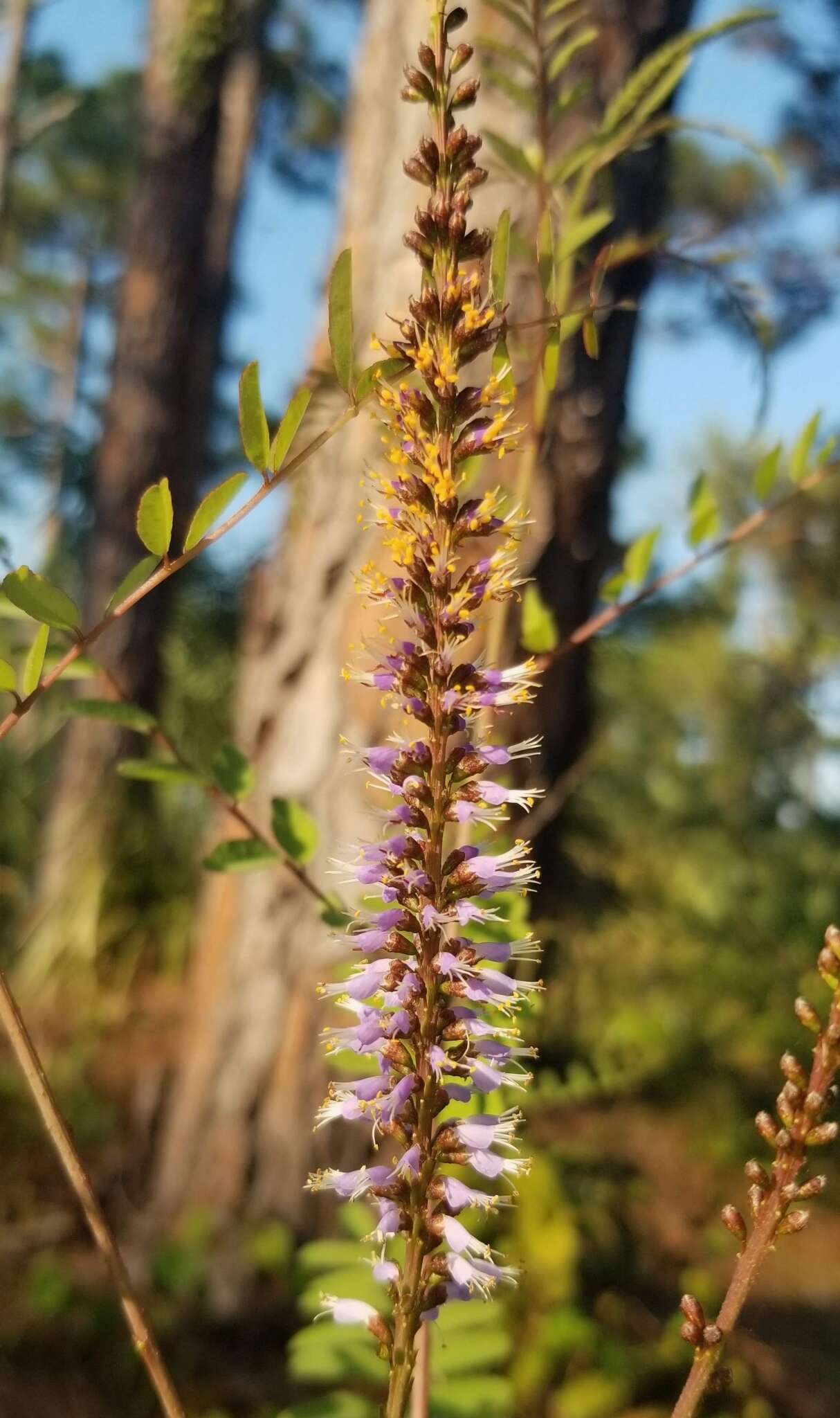 Image of clusterspike false indigo