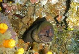 Image of Brown Moray