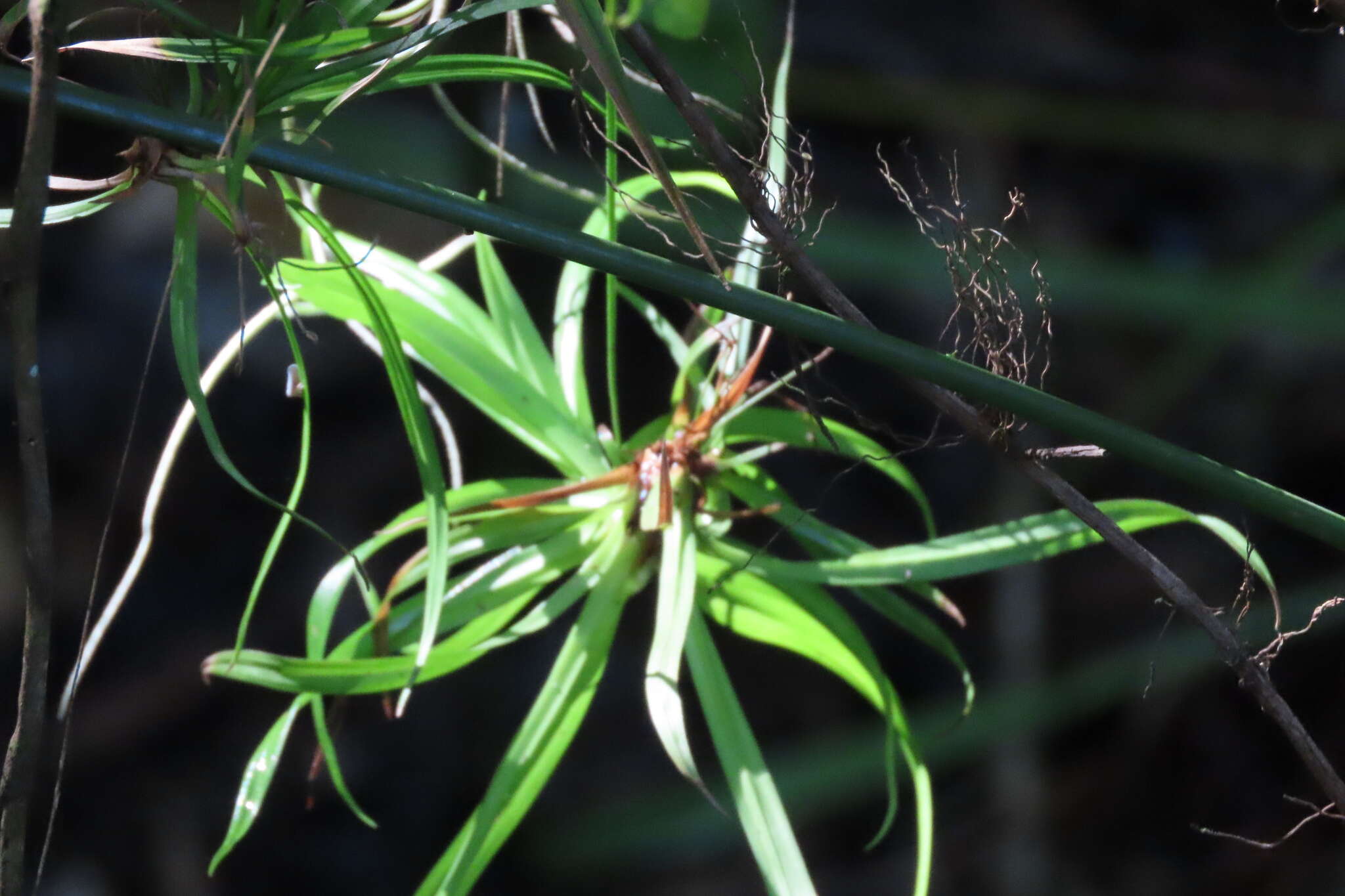 Image of drooping bulrush