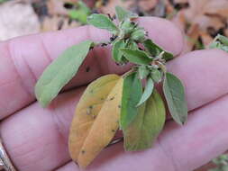 Imagem de Croton monanthogynus Michx.