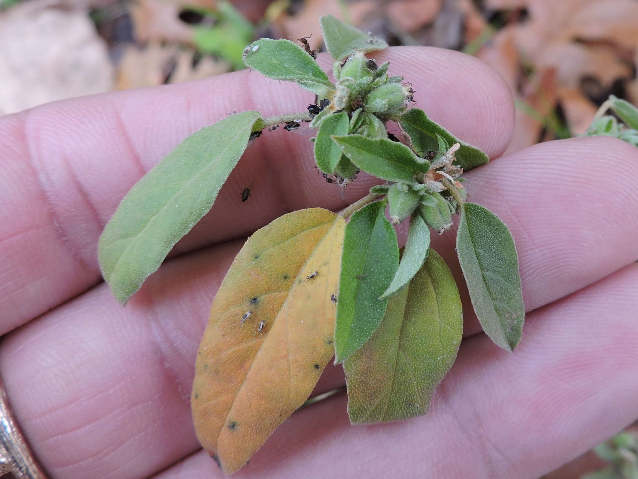 Image of prairie tea