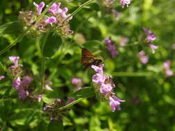 Image of wild basil