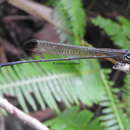 Image of Platysticta apicalis Kirby 1893