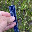 Image of Long-Beak Beak Sedge