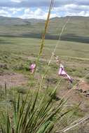 Image of Dierama dracomontanum Hilliard